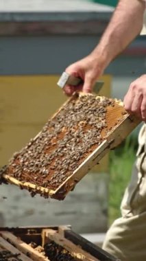 Arı kovanından balmumu çerçevelerini çıkarıyorum. Koruyucu şapkalı arı yetiştiricisi arı sürüsüyle kaplanmış çerçeveyi inceliyor. Bulanık doğa arkaplanı. Dikey video