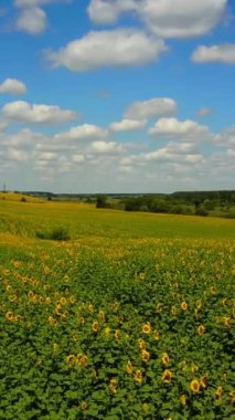 Çiçek açan ayçiçeği tarlası. Açık mavi gökyüzü dikey videosuyla tarlada güzel ayçiçekleri