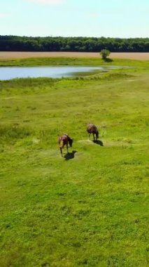 Çayırdaki otlayan atlar gibi. İki atın havadan görünüşü yaz için yeşil çayır dikey bir videoda otlanıyor.