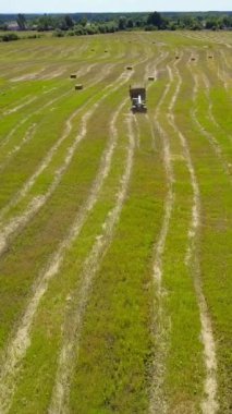 Traktör taze buğday boşaltıyor. Tarım makineleri güneşli bir günde dikey bir videoda saman balyası fırlattı