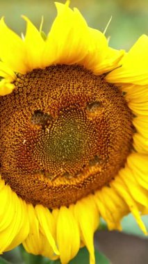 Tarım alanında çiçek açan güzel bir ayçiçeği. Çiçekten yapılmış komik bir yüz. Kapatın. Arkaplan bulanık. Dikey video