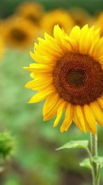 Sarı çiçek tarlasında sallanan güzel, çiçek açan ayçiçeği. Kapatın. Tarımsal alan, arka planda bulanık. Dikey video