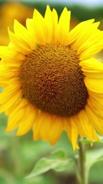 Rüzgarda dalgalanan yumuşak yapraklı sarı parlak ayçiçeği. Tarım alanında tohum açan bir sürü çiçek var. Kapatın. Arkaplan bulanık. Dikey video