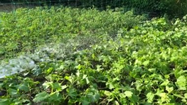 Birileri güneşin altında yetişen bitkileri suluyor. Suyun akışı sebzelere yönlendirilir. .