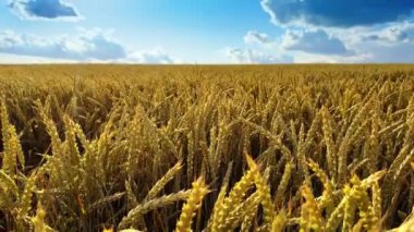 Rüzgarda sallanan olgun sarı arpa kulakları. Mısır hasadına hazır tarım tarlası.