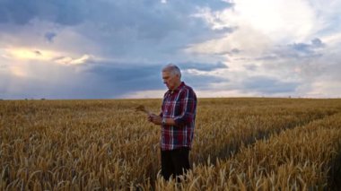 Tarım arazisinden bir buket olgun çivi toplayan yaşlı bir adam. Buğday tarlasında hasat mevsimi.