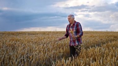 Güzel buğday tarlasında yaşlı bir çiftçi. Kareli tişörtlü bir adam gün batımında olgun dikenleri topluyor..