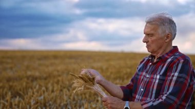 Beyaz erkek çiftçi tarladaki buğday başaklarını topladı. Adam biraz tahıl topladı ve olgunluklarını kontrol etti..