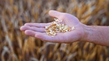 Yaşlı bir adamın palmiyesinde olgunlaşmış kuru buğday taneleri. Çiftçi hasat etmeden önce mısırın olgunluğunu inceliyor. Kapat..