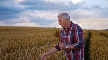 Yetişkin erkek çiftçi buğday dikenlerini topluyor. Güzel sarı olgun tarla ve mavi bulutlu gökyüzü arka planda.