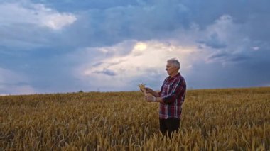 Tarım arazisinde elinde mısırla dikilen dalgın yaşlı bir adam. Mavi gökyüzü ve sarı buğday tarlasında güzel bir çiftçi..