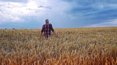 Buğday tarlasında yürüyen adamı takip ediyorum. Çiftçi kollarını açarak dikenleri okşadı..