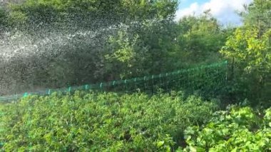 Meyve bahçesinde yetişen sebzeler hortumdan sulanır. Çiftlik arazisinde sıcak güneşli bir gün.