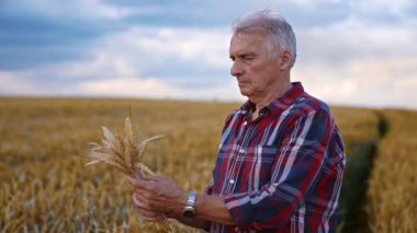 Beyaz bir erkek çiftçi elinde bir buğday buğday buketi tutuyor. Mısır tarlasında yaşlı bir adam.