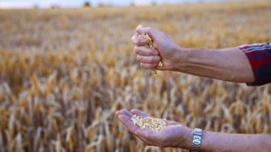 Olgun buğday dikenlerini ovalayan yaşlı çiftçinin elleri. Kuru taneler insanın avucuna düşer. Arkaplanda bulanık alan.