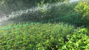 Sebze bahçeleri hortumla sulanır. Çiftlik arazisinde sıcak yaz havası.