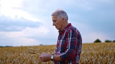 Uçsuz bucaksız tarlalarda duran yaşlı bir çiftçinin üst kısmı. Elinde az miktarda buğday tutan adam..