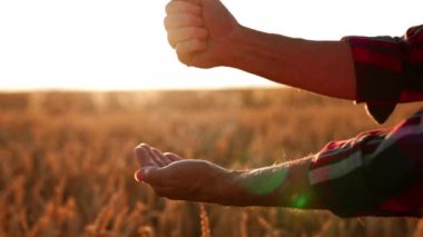 Kıdemli çiftçinin elleri buğday tanelerini ileri geri döküyor. Gün batımında arka planda tarım arazisi. Kapat..