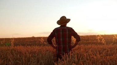 Şapkalı bir erkek çiftçi, elleri kalçasında tarlada duruyor. İnsan gün batımında güzel tarlalara bakar..