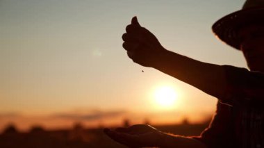 Şapkalı tanınmamış bir adamın elleri bir elden diğerine tahıl döküyor. Çiftçi samandan kurtulmak için mısıra üflüyor. Arkaplanda gün batımı.