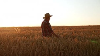 Hasır şapkalı ve kareli gömlekli olgun bir çiftçi buğday tarlasında yürüyor. İnsan yürürken mısırın kulaklarını okşar. Tarlada gün batımı.