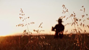 Gün batımında güzel tarlalarda yetişen olgun yulaf. Arka planda bulanık şapkalı bir erkek silueti..