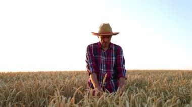 Hasır şapkalı, kareli gömlekli yaşlı çiftçi buğday tarlasında yavaşça yürüyor. Adam mısırın olgunluğunu kontrol ediyor..