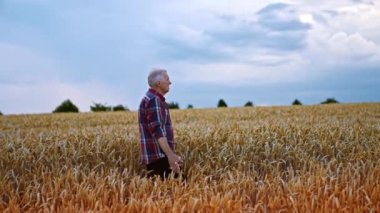 Olgun mısırların güzel tarlasında yürüyen yaşlı bir çiftçi. Çok çalışan bir çiftçi, tarladaki kuru buğdayı okşuyor..