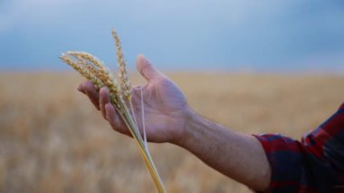 Erkeklerin elinde bir kaç sarı olgun buğday kulağı. Çiftçi sevgiyle dikenleri dikkatlice tutuyor. Kapatın. Bulanık arkaplan.
