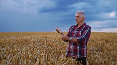 Güzel zıt buğday tarlasında duran Kafkasyalı kıdemli çiftçi. Adam elindeki birkaç çiviye odaklanmış durumda..