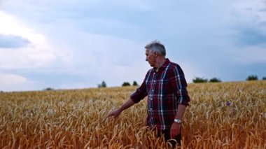 Beyaz erkek, yaşlı çiftçi sarı buğday tarlasında duruyor. Adam bir mısır kulağını alır ve bakar..