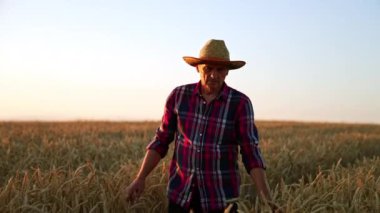 Şapkalı yaşlı bir adam tarlanın yanından beline kadar yürür. Becerikli bir çiftçi mısırın kulaklarını okşar ve sonra birini seçer. Arkaplanda gün batımı.