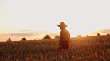 Hasır şapkalı yaşlı çiftçi güzel buğday tarlasından geçiyor. Hasat mevsiminden önce çiftlikte bir adam.