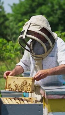 Arı yetiştiricisi onun arı çiftliğinde çalışıyor. Koruyucu giysili bir Apiarist, bal peteğiyle arıları çerçeveden sallıyor. Dikey video