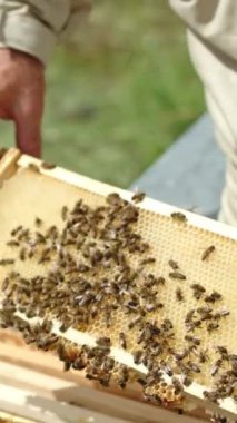 Çıplak erkek elleri arı kovanından yarım kare alır. Arıcı, boş hücreleri olan bir çerçevedeki bal böceklerini sallar. Dikey video