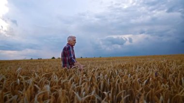 Olgun buğday tarlasında yavaş yavaş yürüyen yaşlı çiftçi. Adam eliyle altın dikenleri okşuyor. Yan görünüm.