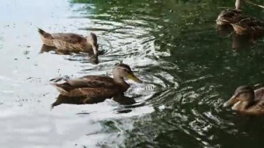 Suda yüzen birkaç yaban ördeği kuşu. Nehirde yiyecek arayan sevimli vahşi kuşlar. Kapat..