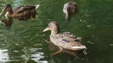 Yaban ördekleri nehirden ördek otu topluyor. Nehir yüzeyindeki sevimli vahşi ördekler. Kapat..