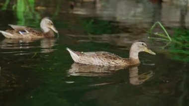 Nehirde yüzen iki vahşi ördek. Suda bulunan yosunları yiyen bir çift yaban ördeği..