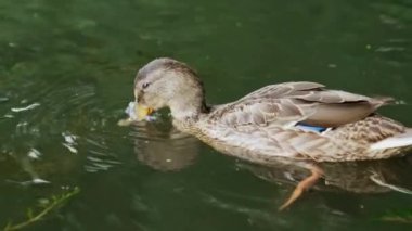 Sakin nehirde hoş bir yaban ördeği. Yaban ördeği yemek için ördek otu arıyor. Kapat..