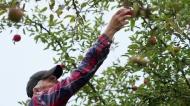 Olgun erkek çiftçi, ağaçtan elma almak için tepeye uzanıyor. Sonbaharda meyve toplama mevsimi.