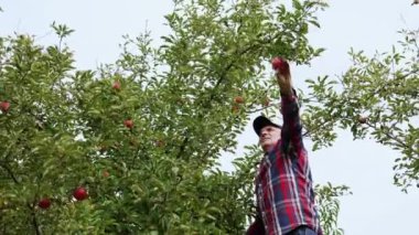 Kırmızı ve mavi kareli gömlek giyen yaşlı çiftçi elma topluyor. Adam merdivende dikiliyor meyve topluyor.