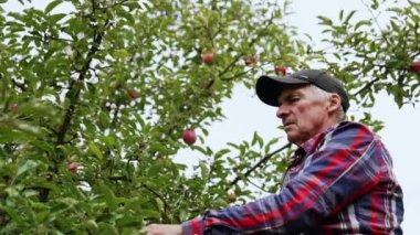 Gri saçlı bir adamın üst kısmı elmaları topluyor. Çiftçi merdivenin üzerinde duruyor ve kırmızı meyveleri topluyor. Düşük açı görünümü.