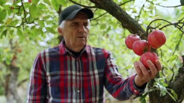 Şapkalı olgun beyaz adam, olgun kırmızı elmaları ağaçtan alır. Sonbaharda meyve toplamak.