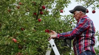 Yaşlı beyaz adam merdivenin üzerinde elma topluyor. Sonbaharda meyve bahçelerinde meyve toplama mevsimi.