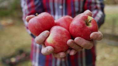 Erkek yaşlı eller dört tane olgun kırmızı elma tutar. Kapatın. Adam ellerindeki meyveleri hareket ettiriyor..