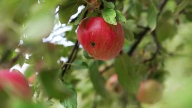 Ağaçta siyah bir leke asılı kırmızı elma. Erkek el bir meyve alır ve onu toplar. Kapat..