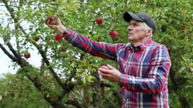 Meyve bahçesindeki ağaçtan elma toplamaya odaklanmış yaşlı bir adam. İnsan olgunlaşmış meyveyi elleriyle ovalıyor..