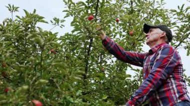 Çiftçi ağaçtan olgun kırmızı elmaları topluyor. Adam merdiveni çıkıp meyveyi sandığa koyuyor. Düşük açı görünümü.