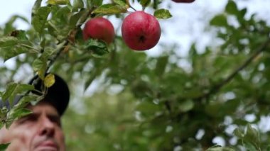 Güzel kırmızı olgun elmalar ağaç dalında asılı. Yaşlı çiftçi ağaçtan meyve topluyor. Bulanık arkaplan.